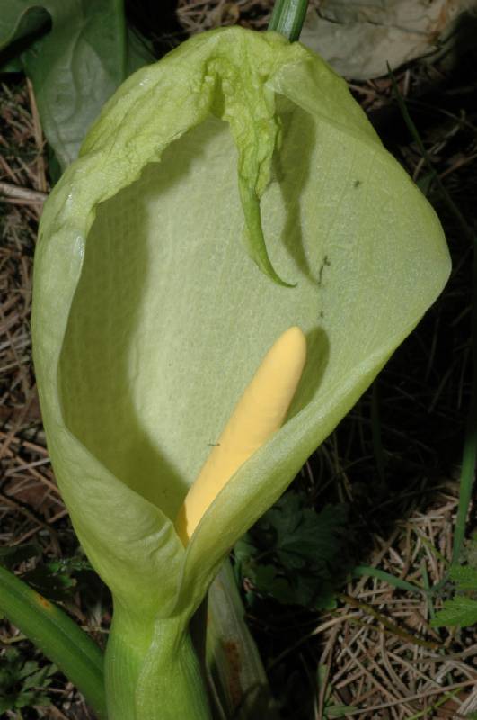 Arum italicum / Gigaro